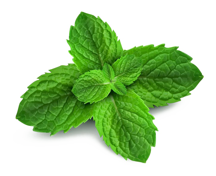 Peppermint PNG Pic