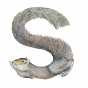 S lettera png