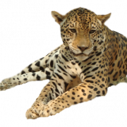 Nakaupo sa leopardo