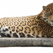 Sitting Leopard PNG