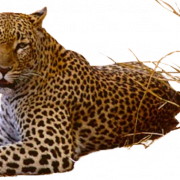 Sitting Leopard PNG Image