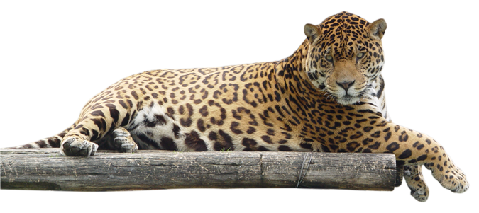 Nakaupo sa Leopard Png