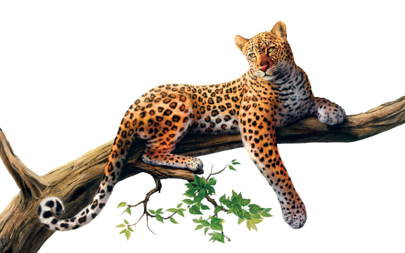 Sitting Leopard Transparent