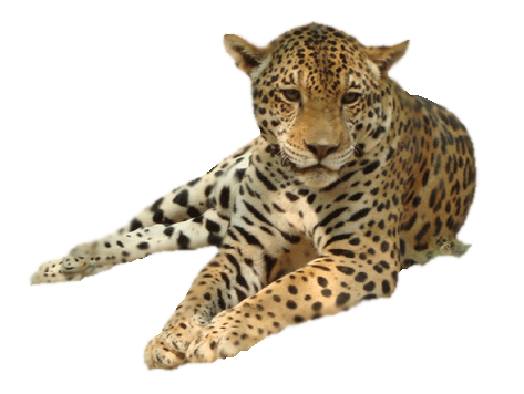 Sitting Leopard