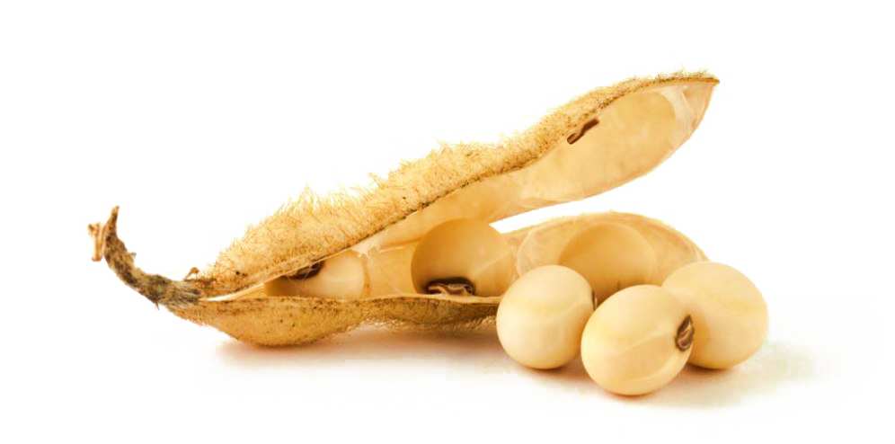 Soybean PNG Clipart