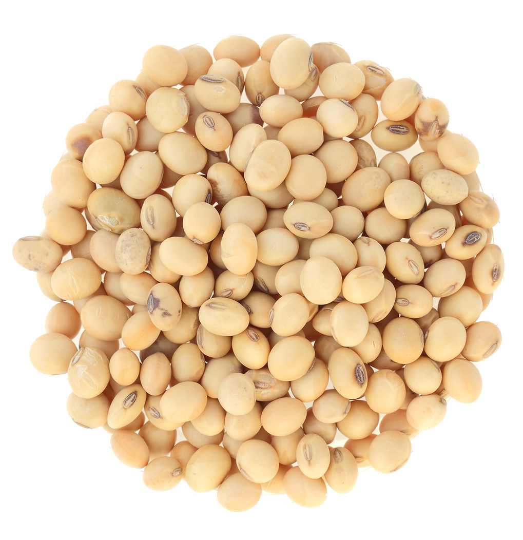 Soybean PNG Free Download
