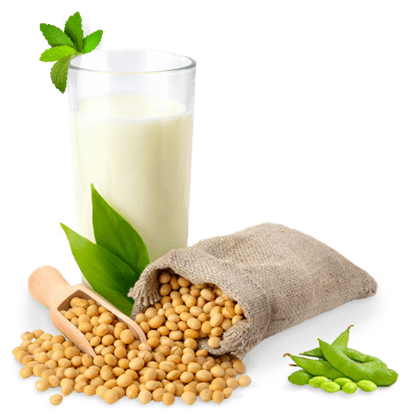 Soybean PNG Free Image