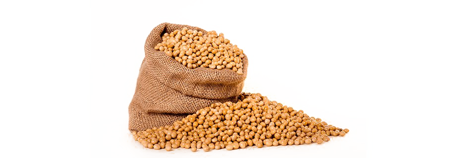 Soybean PNG HD Image