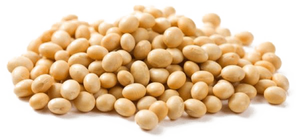 Soybean PNG High Quality Image