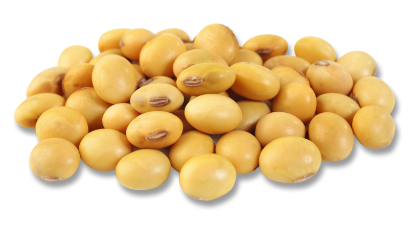 Soybean PNG Image File