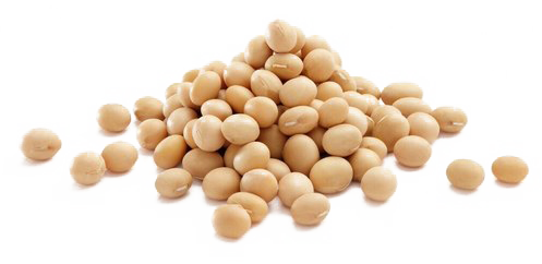 Soybean PNG Image HD