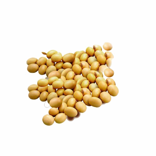 Soybean PNG Image