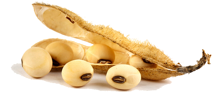 Soybean PNG Photo