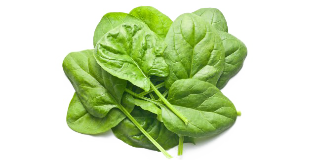 Spinach PNG Clipart