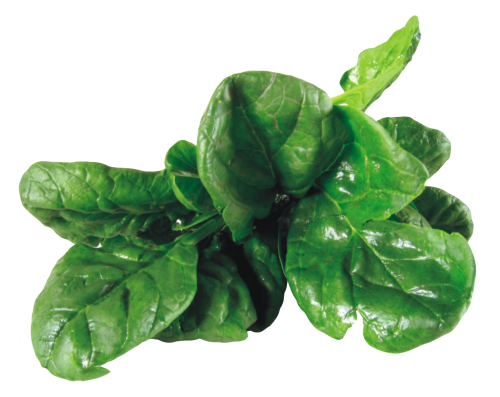 Spinach PNG Image File