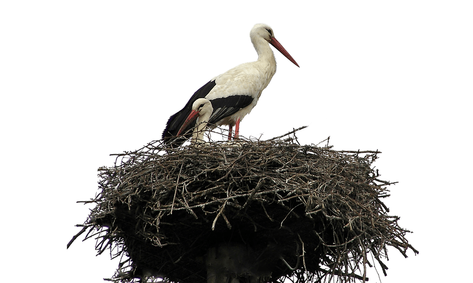 Stork PNG Clipart
