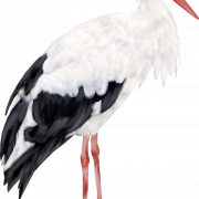 Stork PNG Download Image