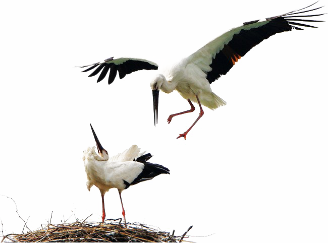Stork PNG Free Download