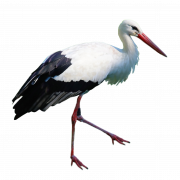 Stork PNG Free Image
