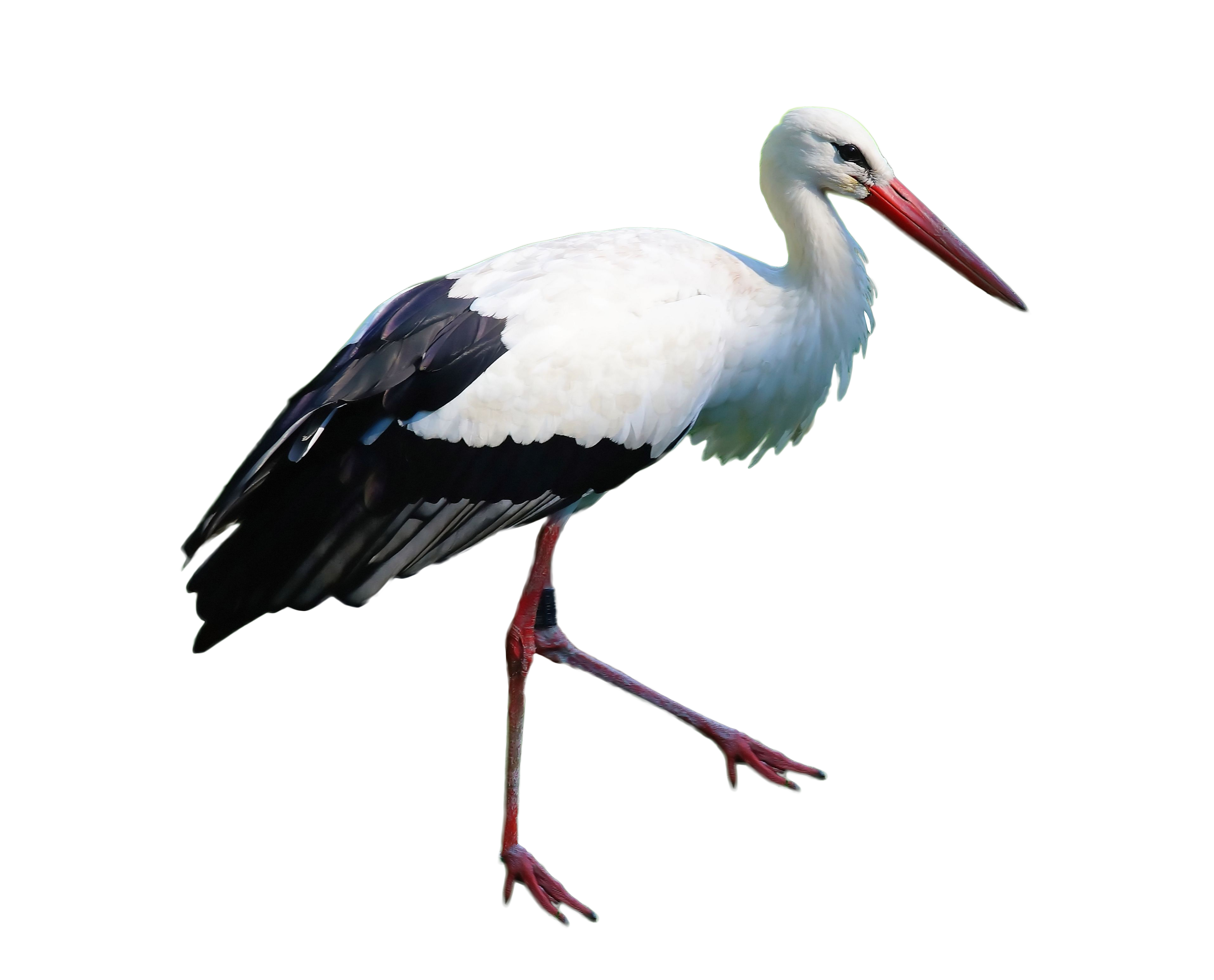 Stork PNG Free Image