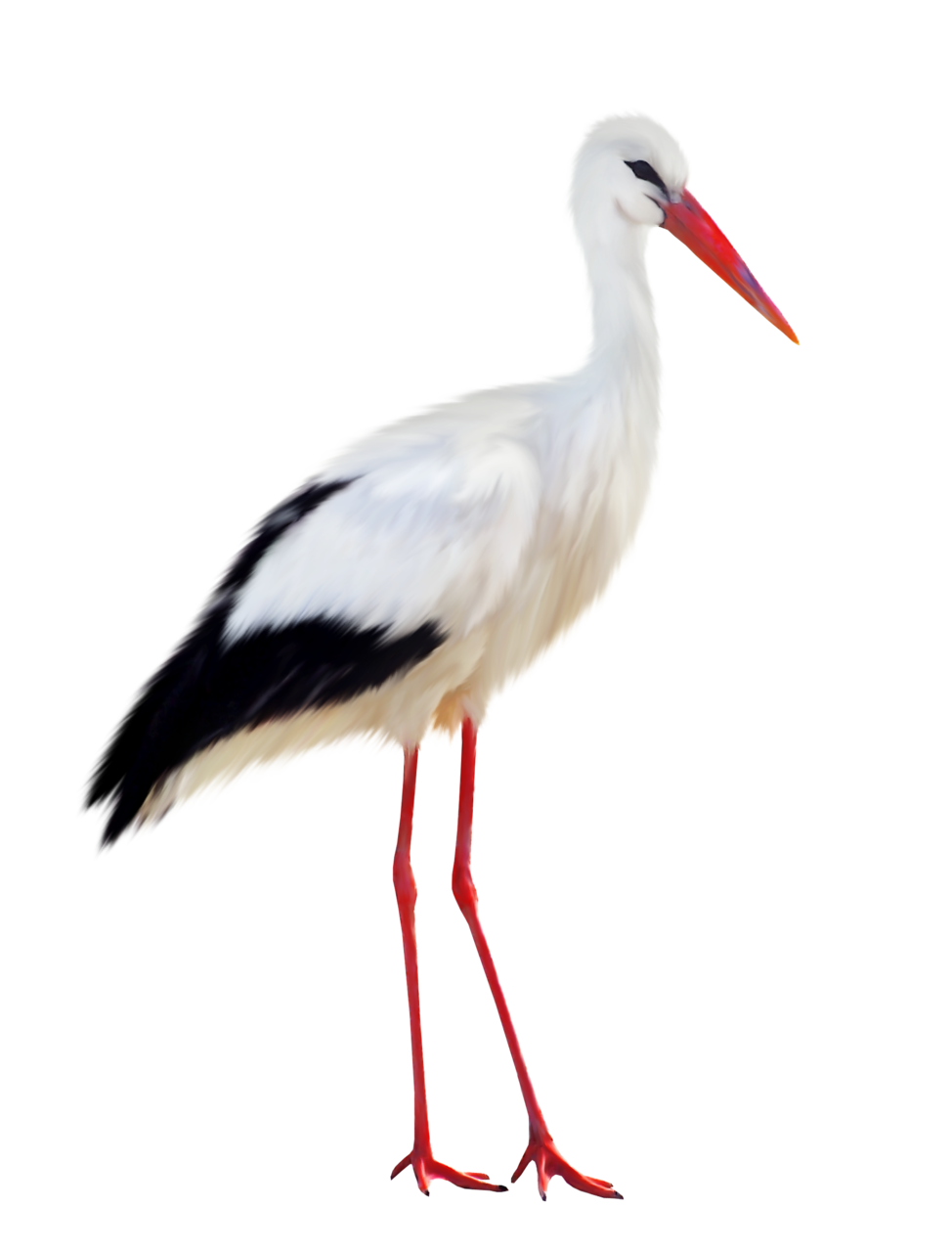 Stork PNG HD Image