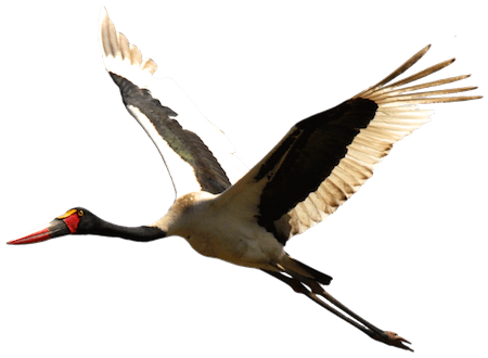 Stork PNG High Quality Image