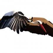 Stork PNG Image File