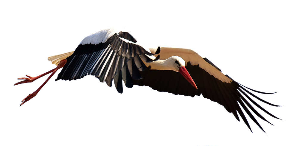 Stork PNG Image File