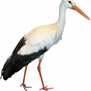 Stork PNG Images