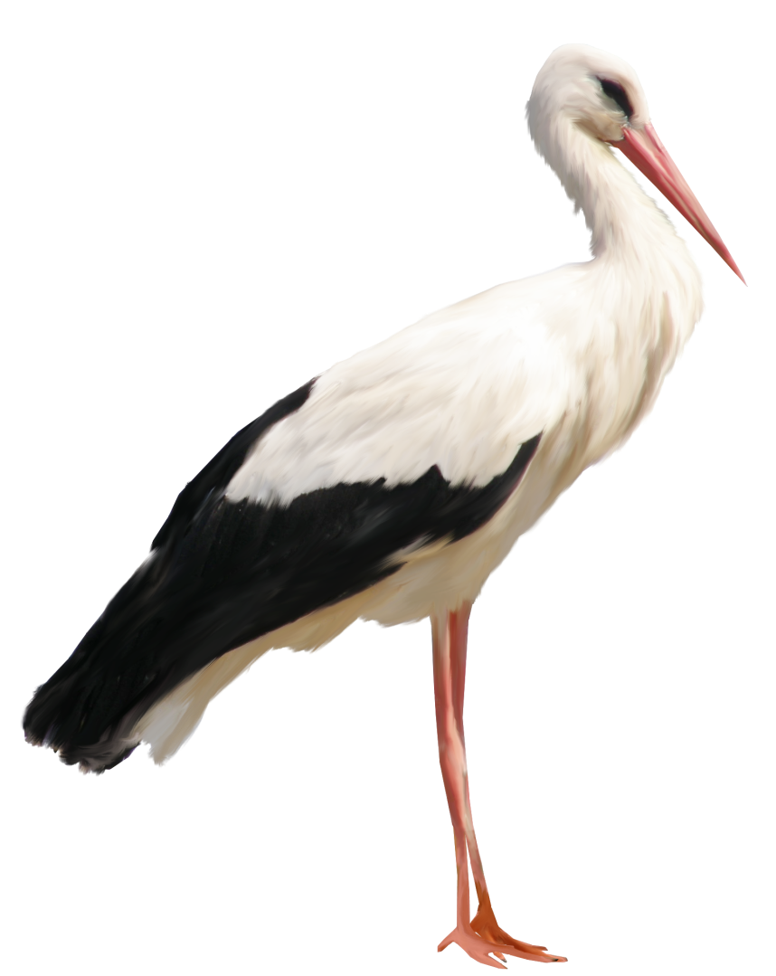 Stork PNG Pic