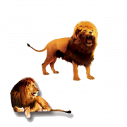 The Lion King PNG Clipart