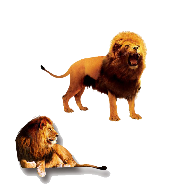 The Lion King PNG Clipart