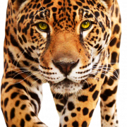 Naglalakad ng Leopard PNG Clipart