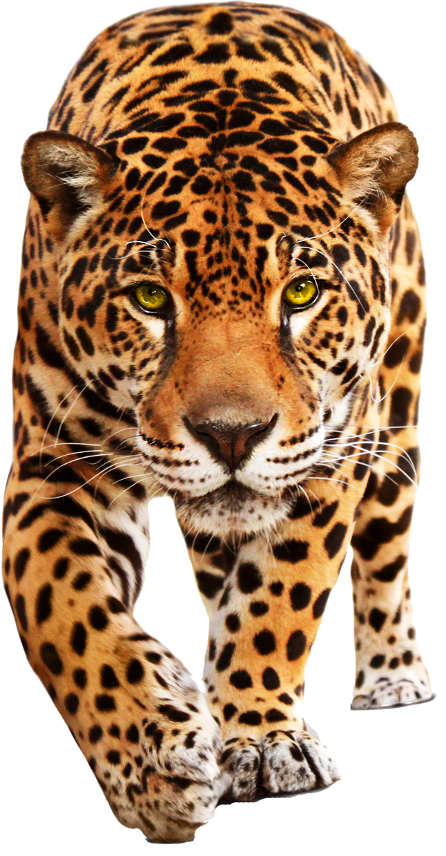 Walking Leopard PNG Clipart