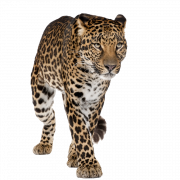 Walking Leopard PNG Free Download