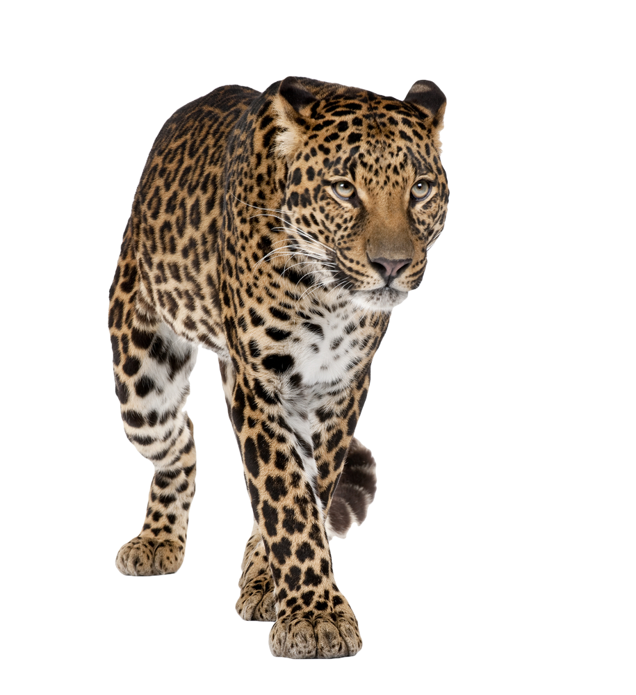 Walking Leopard PNG Free Download