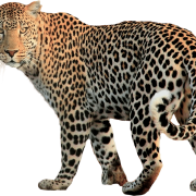 Walking Leopard PNG Image