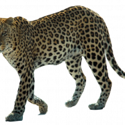 Leopardo che cammina trasparente