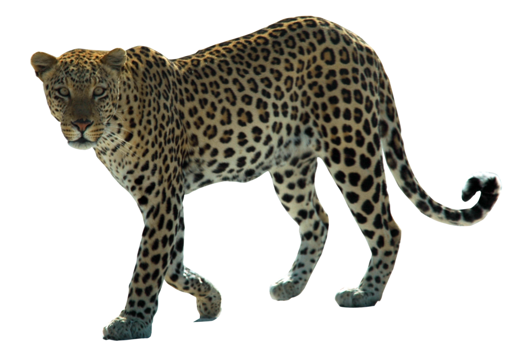 Walking Leopard Transparent