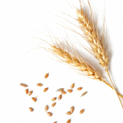 Wheat PNG Clipart