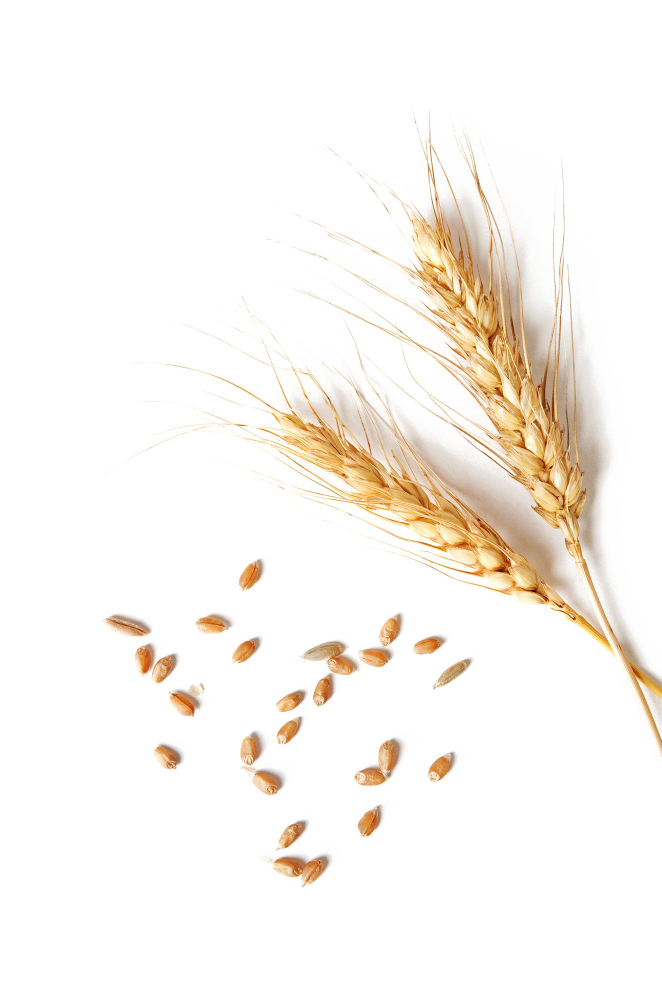 Wheat PNG Clipart