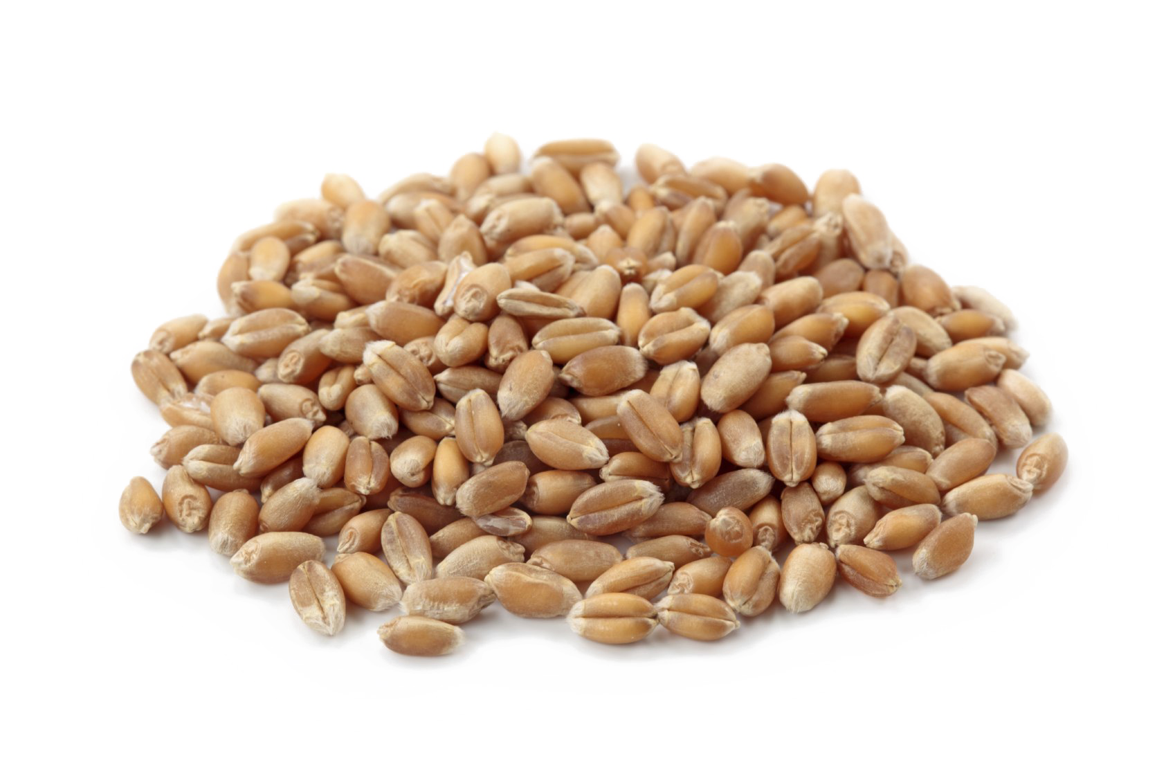 Wheat PNG Download Image
