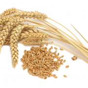 Wheat PNG File