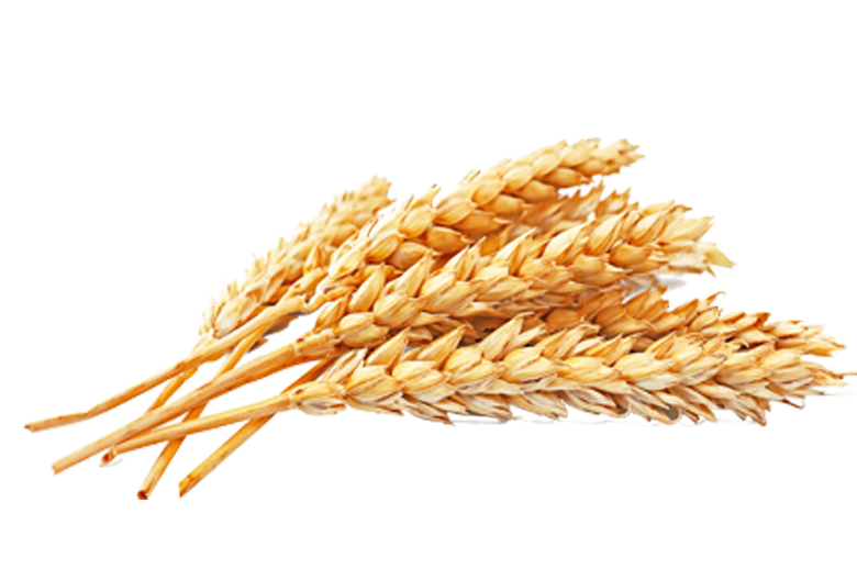 Wheat PNG Free Download