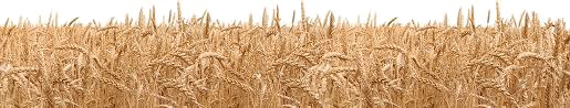 Wheat PNG Free Image