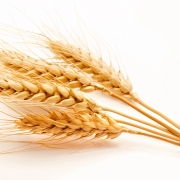 Image de haute qualité de blé PNG