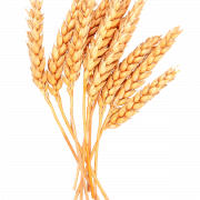 Immagine PNG di grano