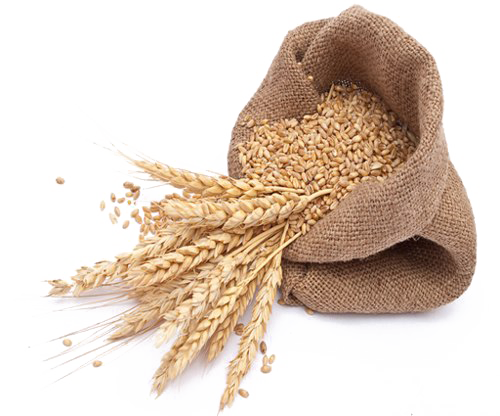 Wheat PNG Image File