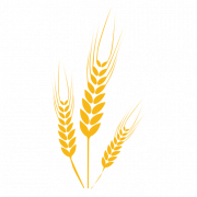 Image de blé PNG HD