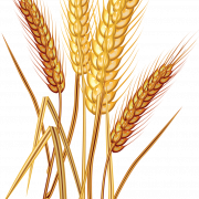 Images de blé PNG